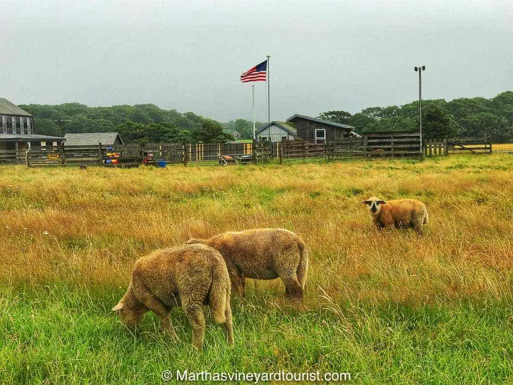 One of the many farms remaining on Martha’s Vineyard.