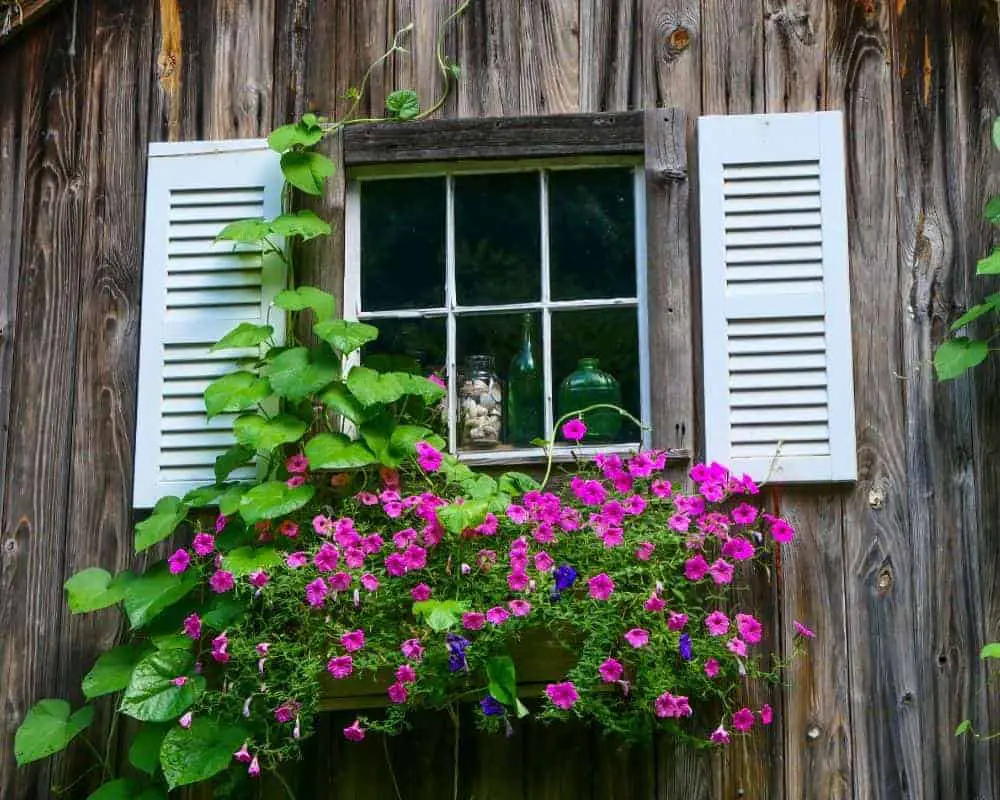 purples flowers in a window box, white shutters, brown wooden exterior in Litchfield county USA