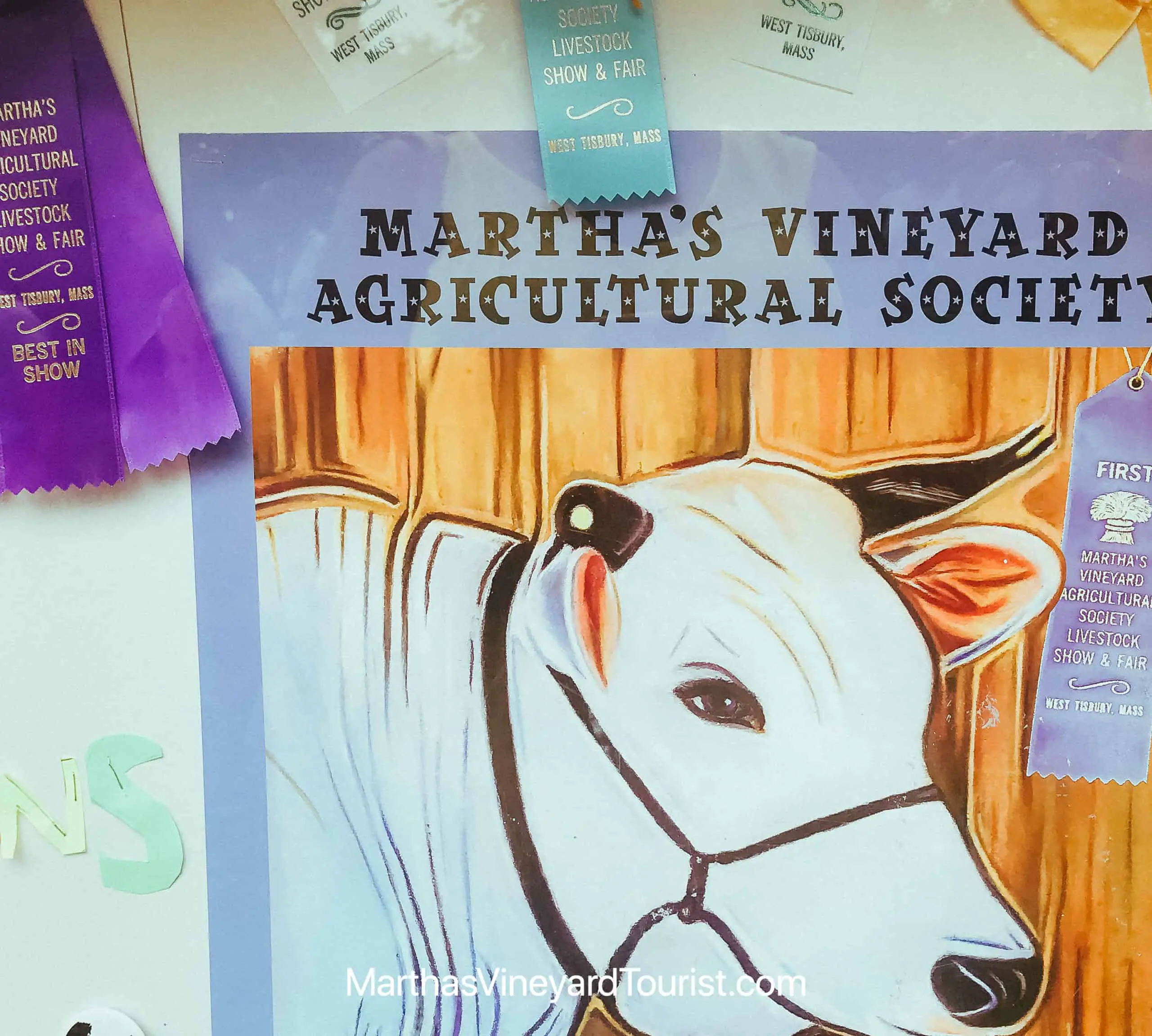 Martha’s Vineyard Agricultural Society poster and ribbons