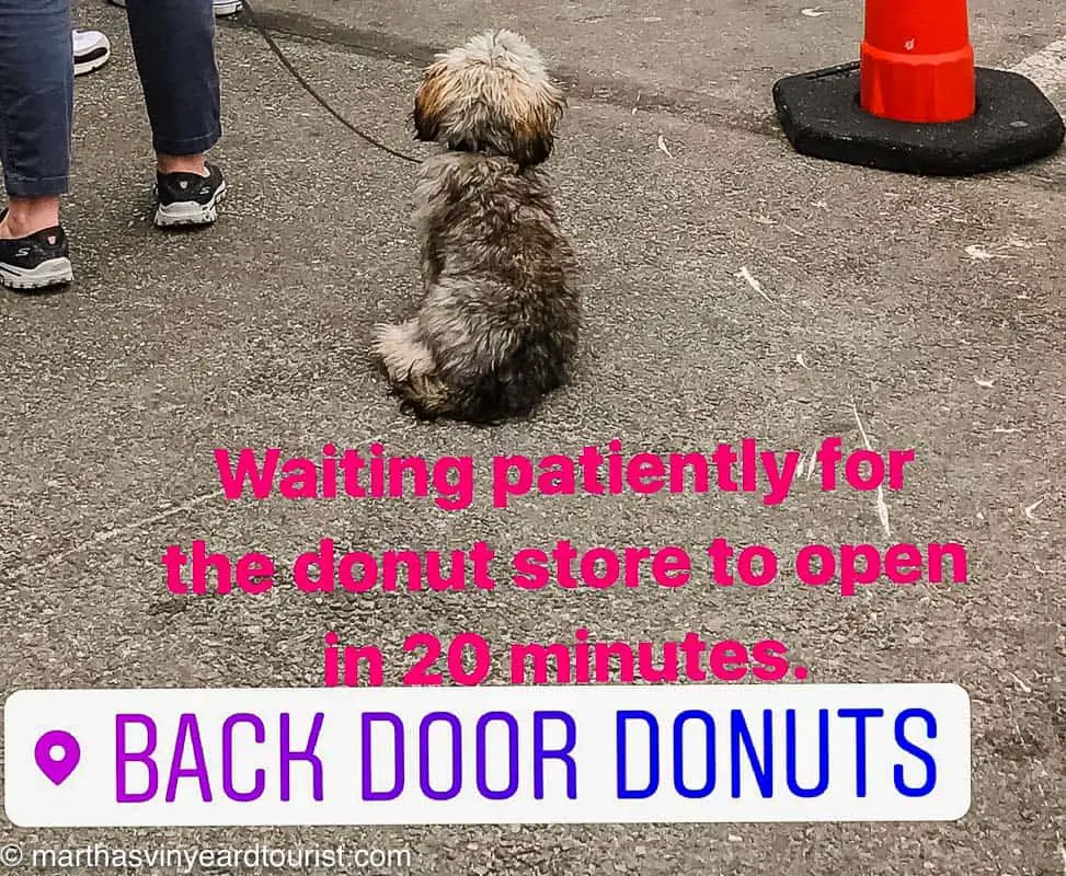  A dog lined up for donuts at Back Door Donuts