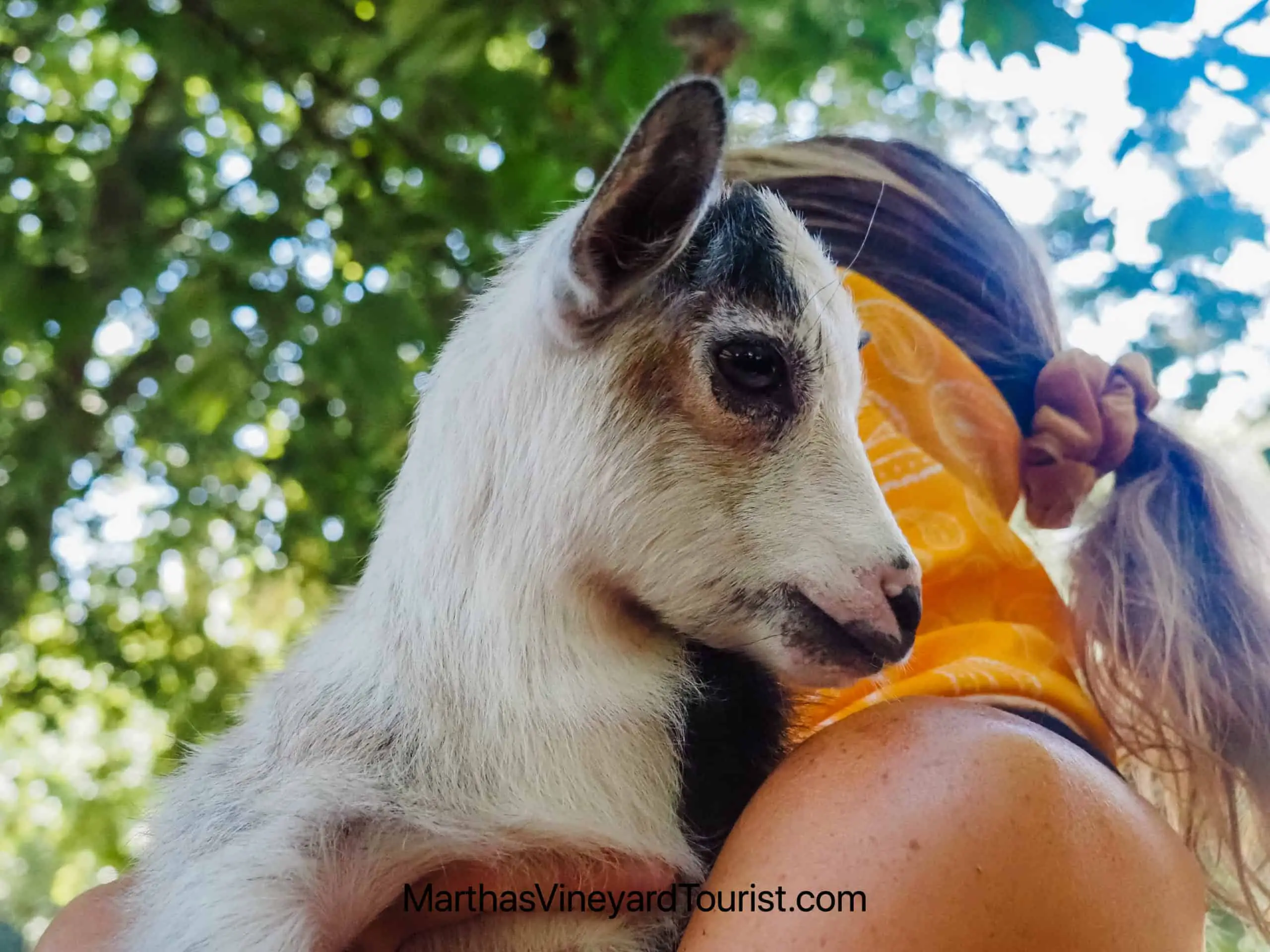 Holding a baby goat at Native Earth Teaching Farm