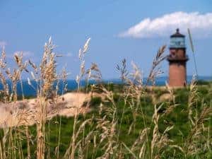 Aquinnah lighthouse in the distance beyond tall grass