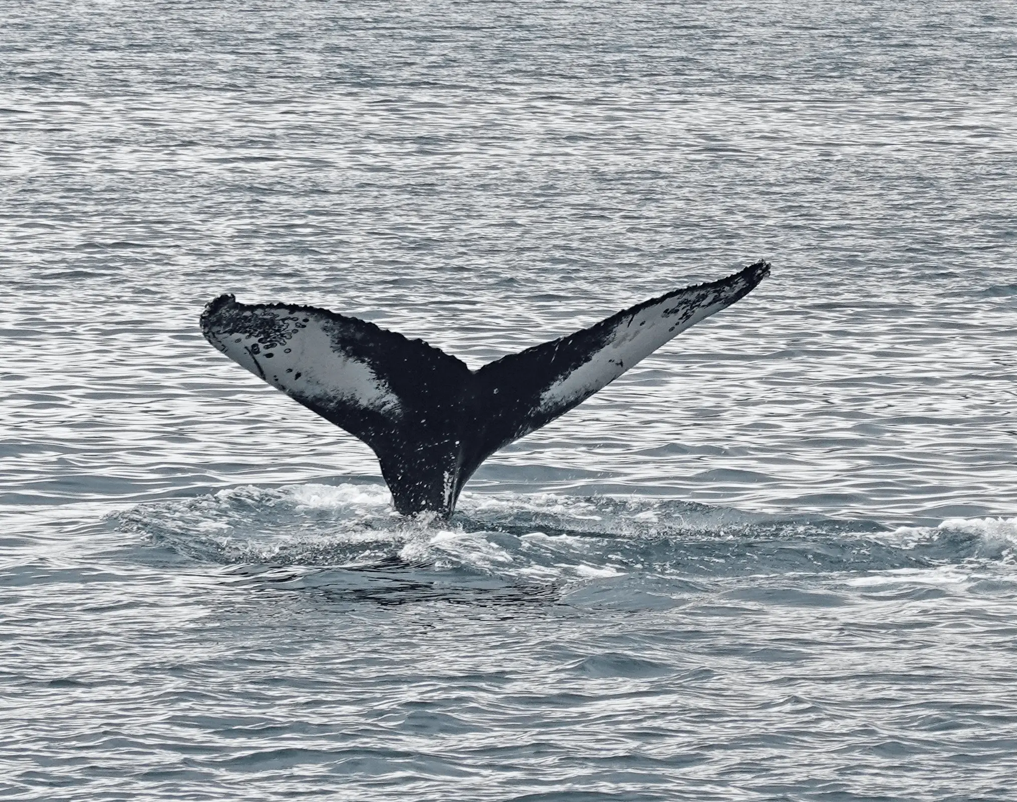 Humpback whale tale cresting in the ocean