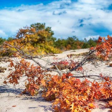 Beach at Cape Cod National Seashore with the fall colors of a maple branch