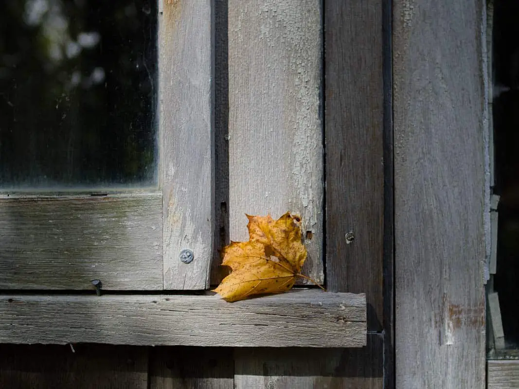 a fall leaf on a faded grey wooden window in Yarmouth