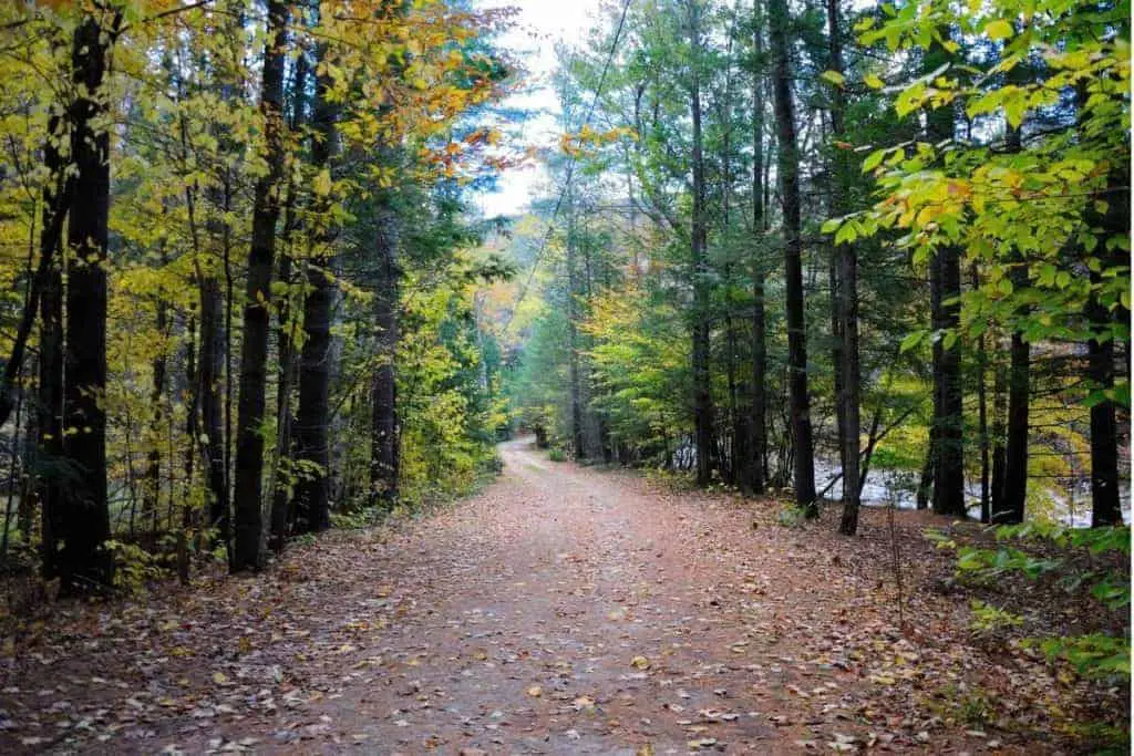 12 Great State Forests In Massachusetts For Year Round Fun!