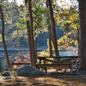 picnic bench at Myles Standish state forest in Massachusetts
