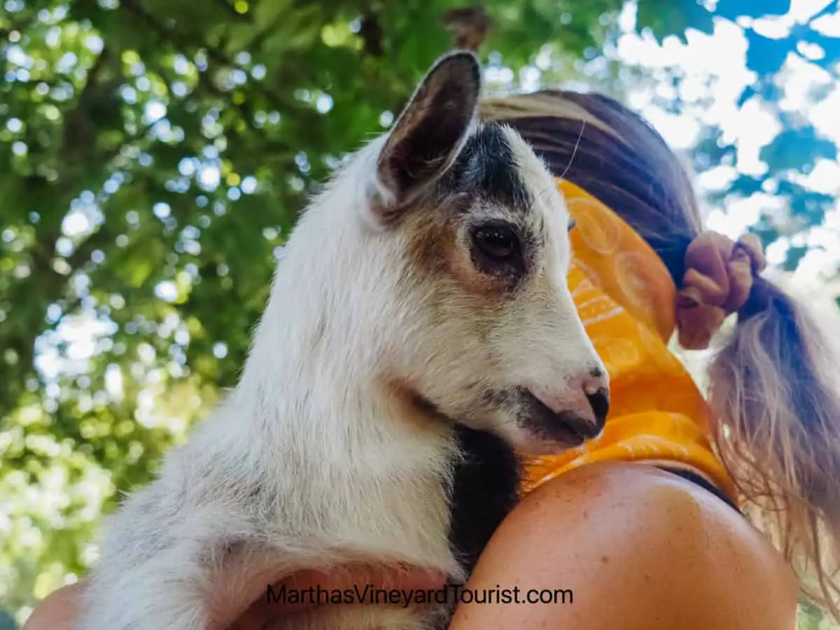 Baby goat cuddles at Native Earth Teaching Farm Edgartown Martha's Vineyard