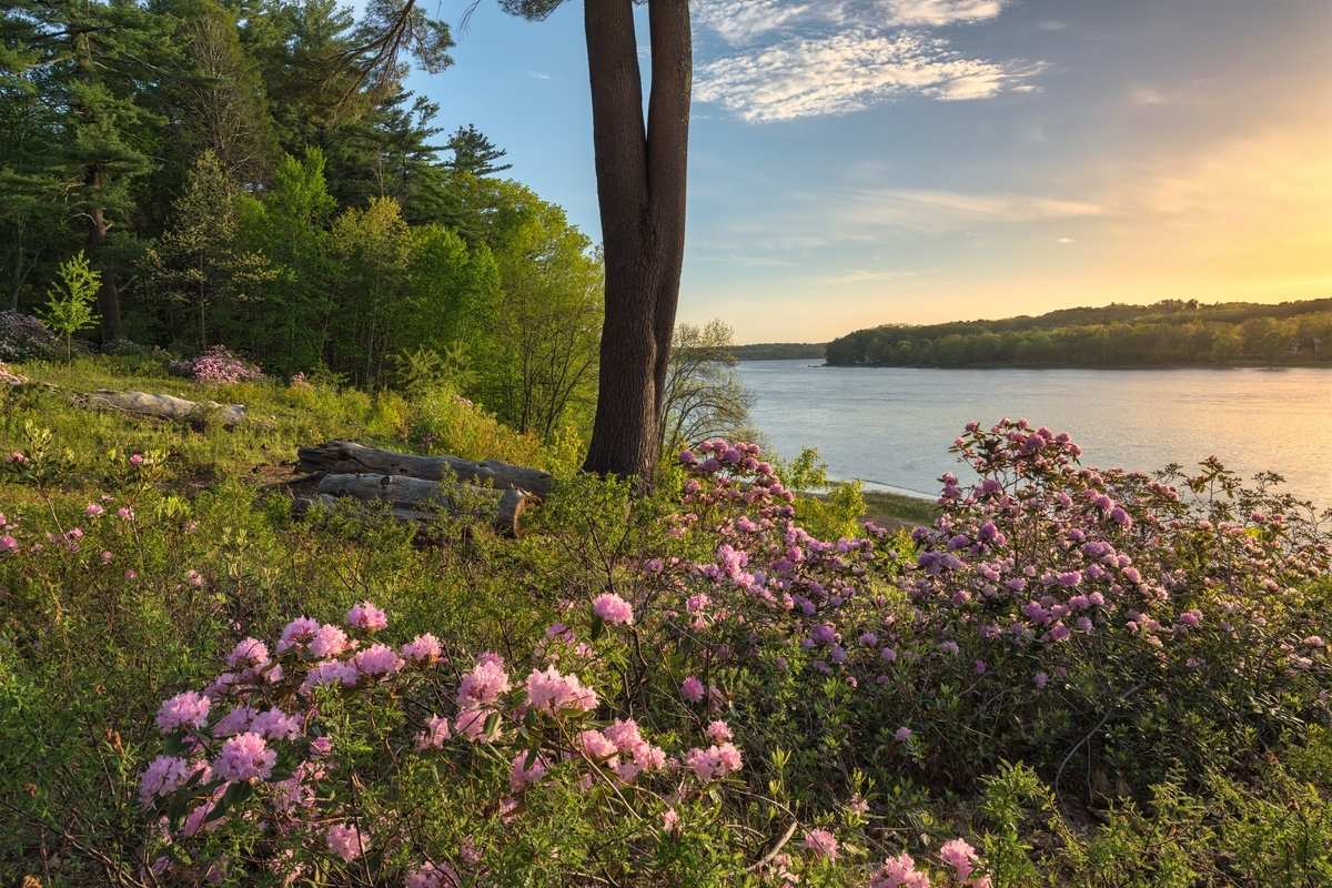 pink rhododendrons by the water at Maudsely state park