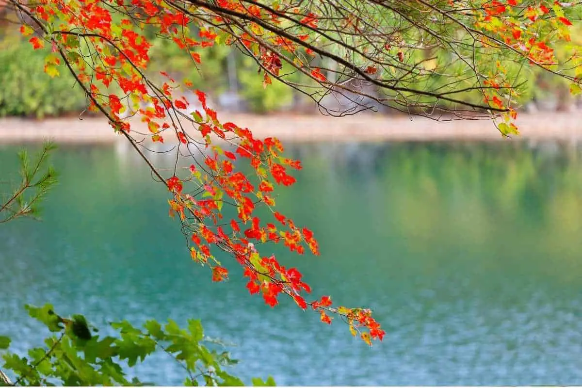 autumn foliage at Walden Pond Massachusetts