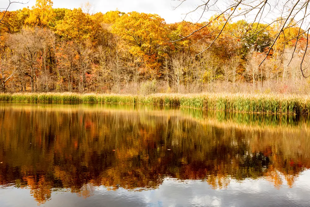 Fall colors at the marsh at Birge Pond in Bristol, CT.