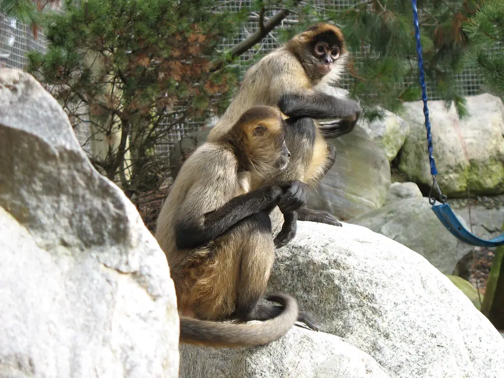 Monkeys at the Forest Park Zoo in Springfield Mass